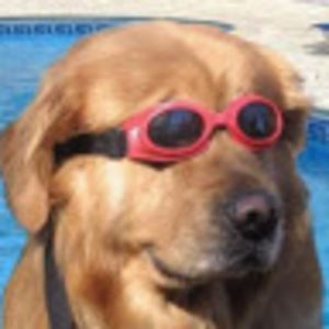 Meet your Posher, Lacy